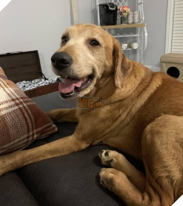 21 bé cưng trở nên sinh đẹp khi được đón nhận bởi tình yêu thương của gia đình 4