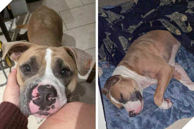 21 bé cưng trở nên sinh đẹp khi được đón nhận bởi tình yêu thương của gia đình 20