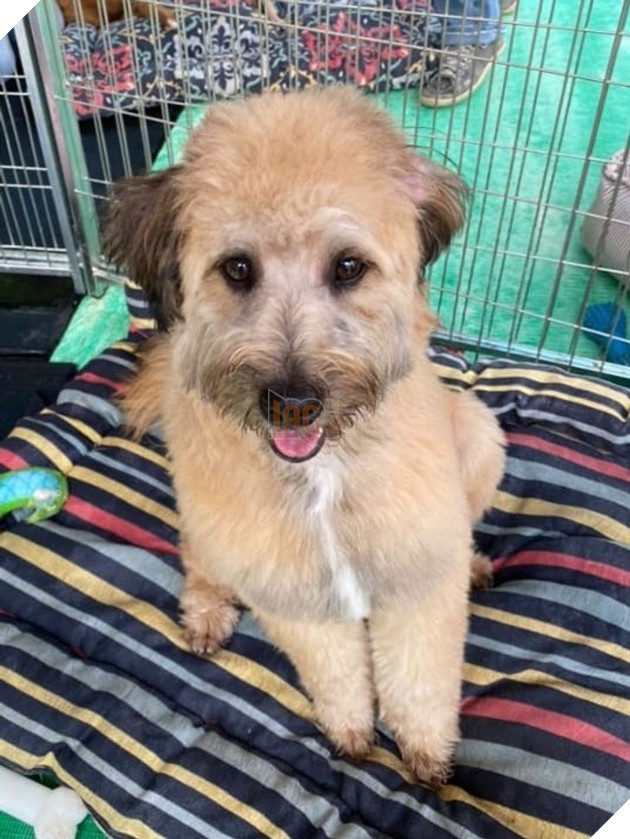 21 bé cưng trở nên sinh đẹp khi được đón nhận bởi tình yêu thương của gia đình 14