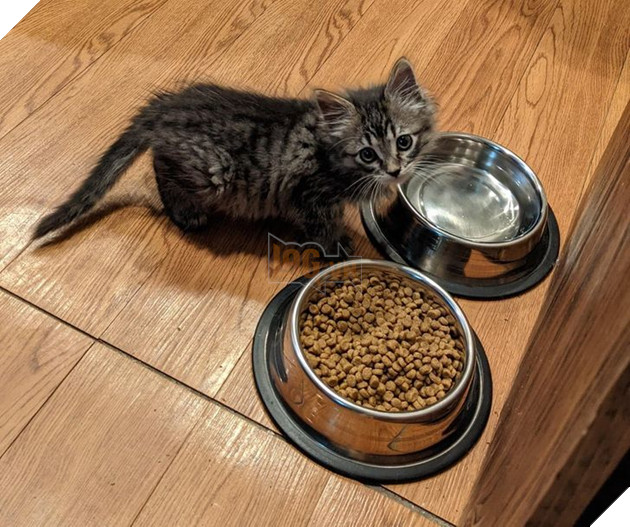 21 bé cưng trở nên sinh đẹp khi được đón nhận bởi tình yêu thương của gia đình 2