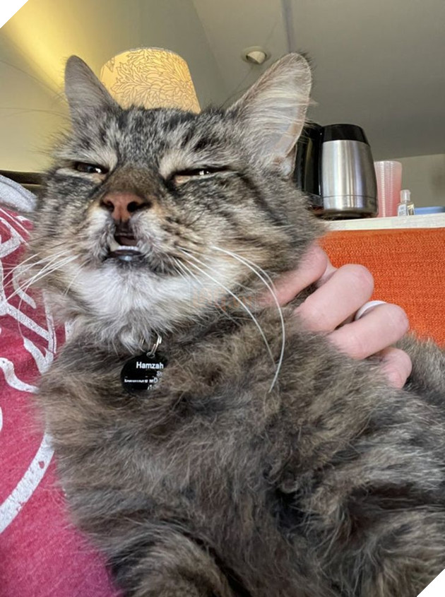 21 bé cưng trở nên sinh đẹp khi được đón nhận bởi tình yêu thương của gia đình 19