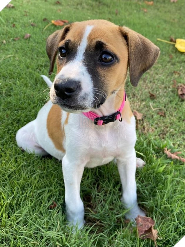 21 bé cưng trở nên sinh đẹp khi được đón nhận bởi tình yêu thương của gia đình 13