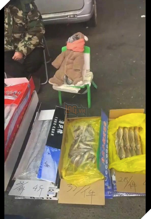 ĐI bán cá cùng sen, chú mèo được yêu thương quấn cho bộ áo ấm trẻ em ấm ấp mà cũng vô cùng dễ thương