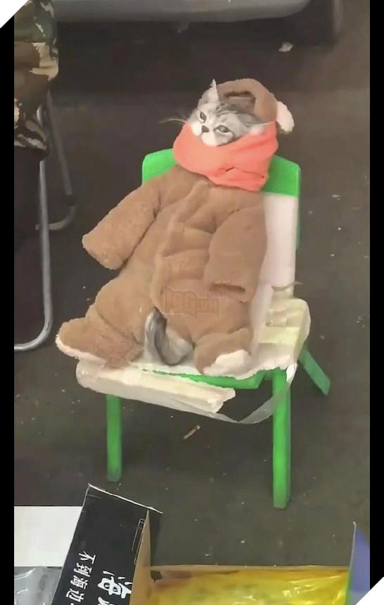 ĐI bán cá cùng sen, chú mèo được yêu thương quấn cho bộ áo ấm trẻ em ấm ấp mà cũng vô cùng dễ thương 2