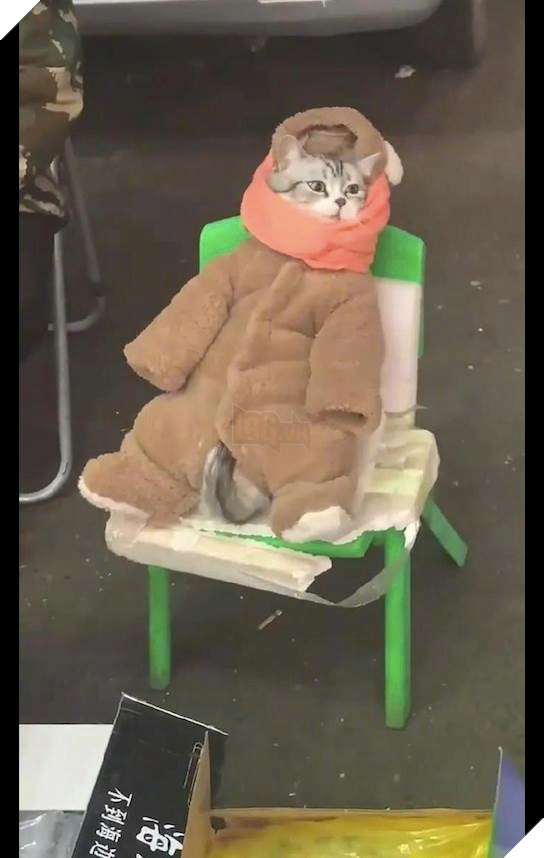 ĐI bán cá cùng sen, chú mèo được yêu thương quấn cho bộ áo ấm trẻ em ấm ấp mà cũng vô cùng dễ thương 3