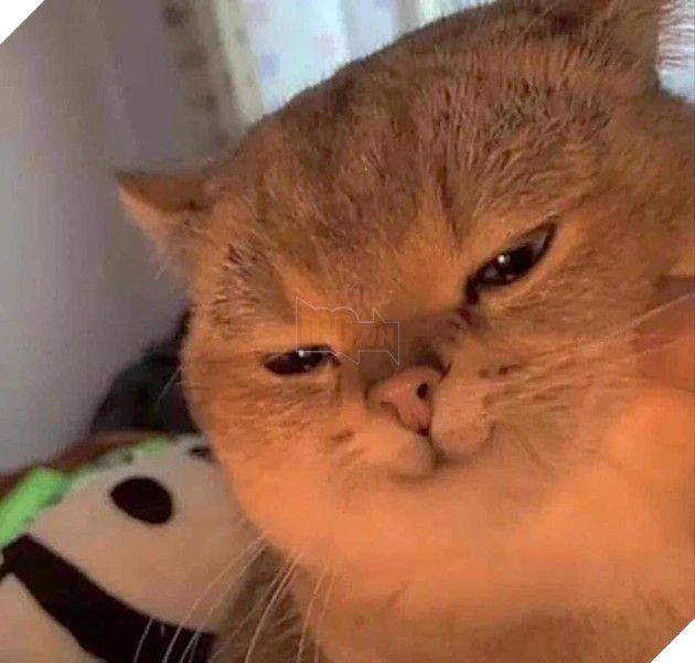 Mèo gây ra hơn 100 vụ cháy nhà ở Seoul trong 3 năm 2