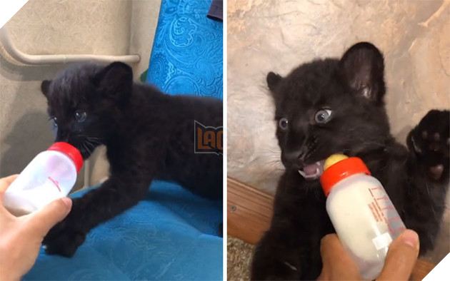 Bị chính báo mẹ bỏ rơi - Bé báo con được 1 người phụ nữ cưu mang và sống 1 cuộc đời hạnh phúc 4