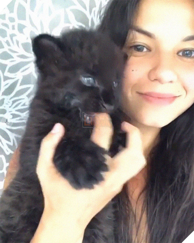 May mắn thay, người phụ nữ này đã nhận cô ấy. Cô ấy có nhiều kinh nghiệm trong việc nuôi mèo lớn.