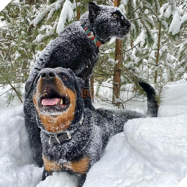 Bây giờ chúng không thể tách rời