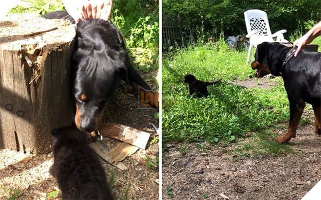 Luna gặp thành viên mới trong gia đình của cô ấy, một chú chó Rottweiler tên là Venza