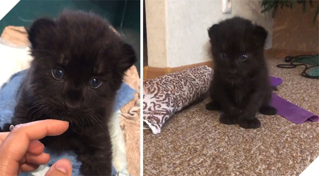 Luna bị mẹ bỏ rơi nên cần sự chăm sóc của con người.