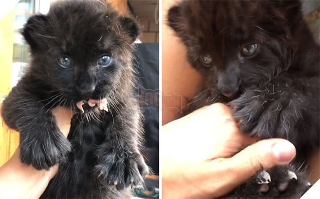 Bị chính báo mẹ bỏ rơi - Bé báo con được 1 người phụ nữ cưu mang và sống 1 cuộc đời hạnh phúc 5