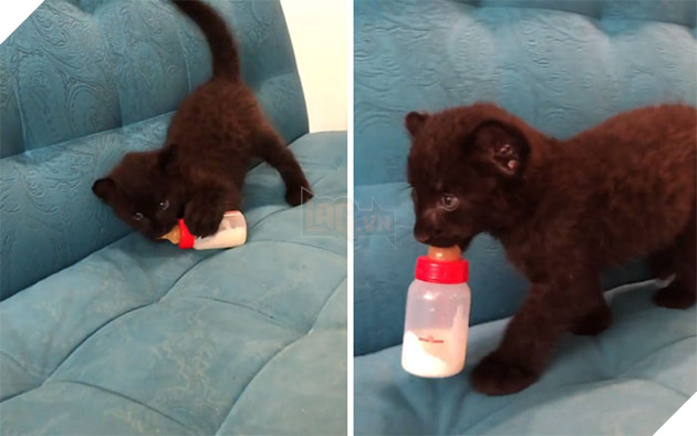 Luna đã phải thực hiện một chế độ ăn kiêng đặc biệt để bù đắp lượng sữa và chất dinh dưỡng thiếu hụt.