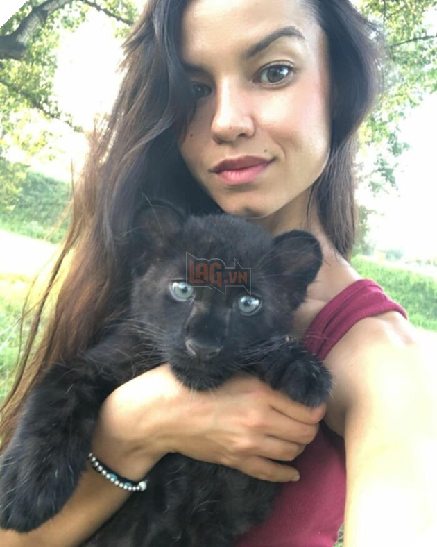 Cô ấy yêu Luna nên đã mua cô ấy từ sở thú.  Nhưng chỉ vì cô ấy có kiến ​​thức và kinh nghiệm nuôi mèo lớn.