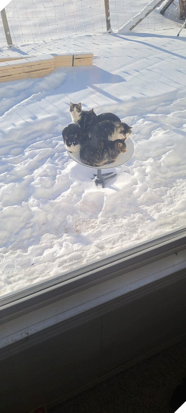 Chảo vệ tinh Starlink của Elon Musk trở thành nơi sưởi ấm lý tưởng cho các &quot;boss&quot; mèo - Ảnh 1.