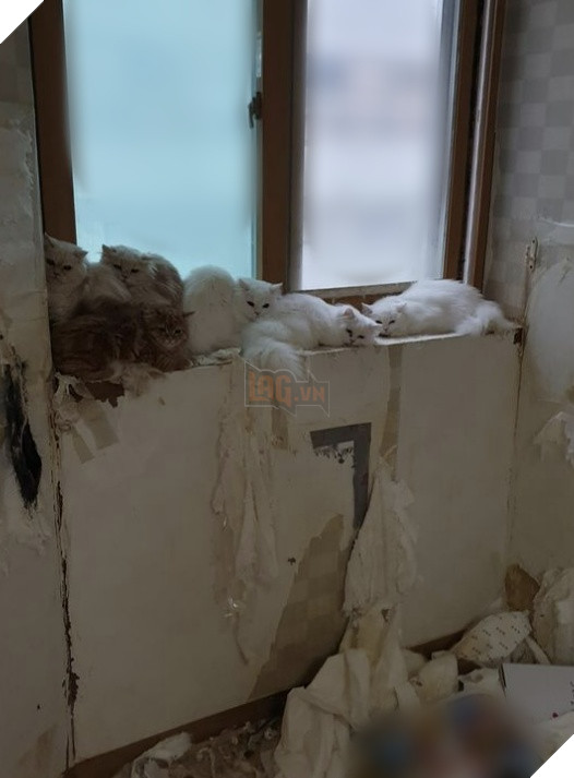 Đến đòi tiền thuê nhà, chủ nhà tá hỏa phát hiện người thuê biến mất, bỏ lại... 30 con mèo - Ảnh 1.