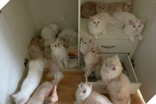 Đến đòi tiền thuê nhà, chủ nhà tá hỏa phát hiện người thuê biến mất, bỏ lại... 30 con mèo - Ảnh 3.