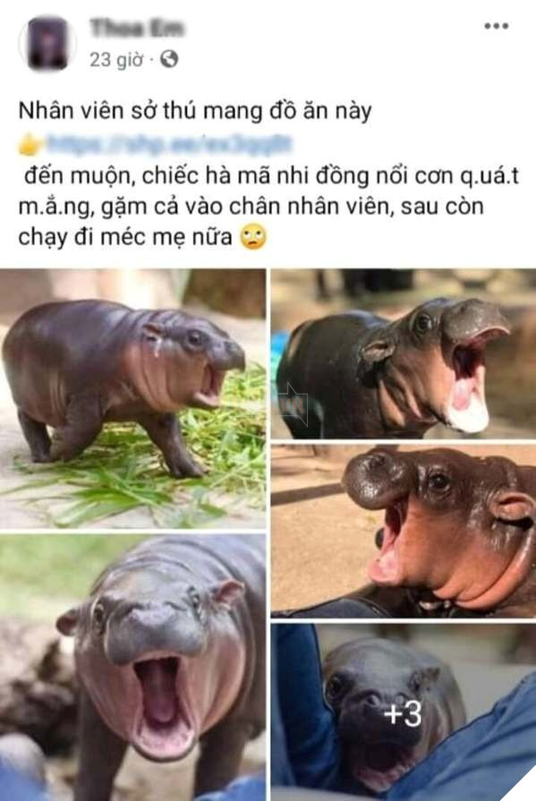 Chú hà mã nhi đồng giận dỗi vì không được ăn đúng giờ khiến cư dân mạng cười như được mùa