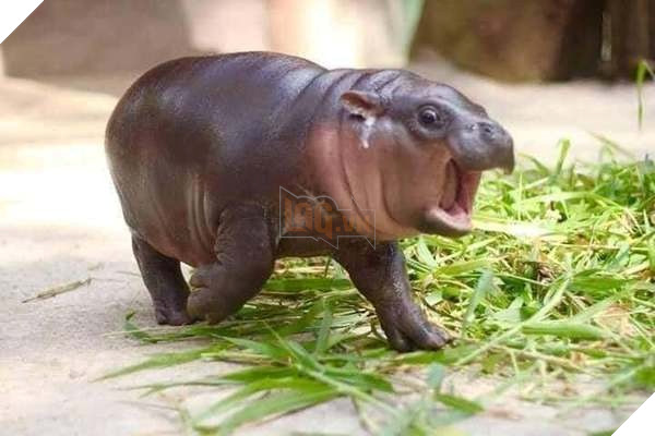 Chú hà mã nhi đồng giận dỗi vì không được ăn đúng giờ khiến cư dân mạng cười như được mùa 2