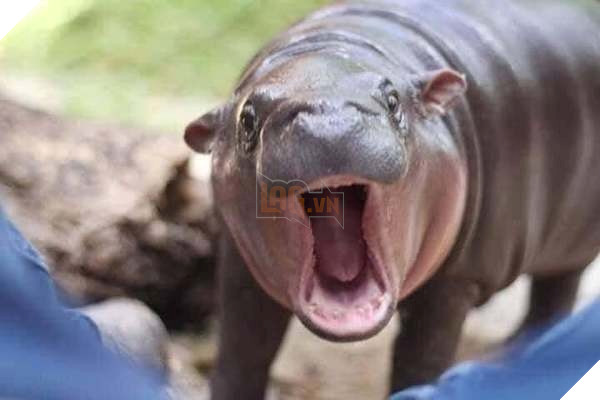 Chú hà mã nhi đồng giận dỗi vì không được ăn đúng giờ khiến cư dân mạng cười như được mùa 3