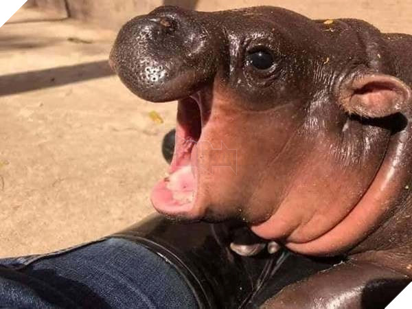 Chú hà mã nhi đồng giận dỗi vì không được ăn đúng giờ khiến cư dân mạng cười như được mùa 4