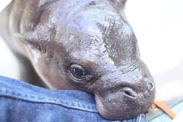 Chú hà mã nhi đồng giận dỗi vì không được ăn đúng giờ khiến cư dân mạng cười như được mùa 5