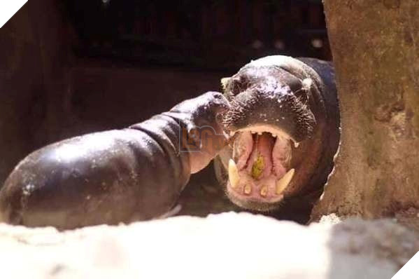 Chú hà mã nhi đồng giận dỗi vì không được ăn đúng giờ khiến cư dân mạng cười như được mùa 6