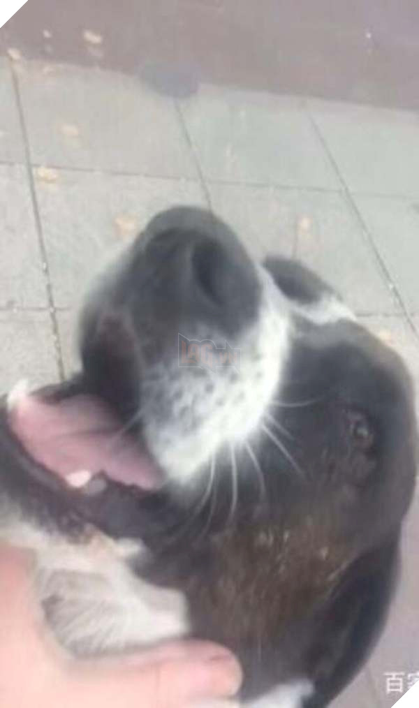  
Đôi mắt Jorge ánh lên sự vui vẻ! (Ảnh: Baidu)