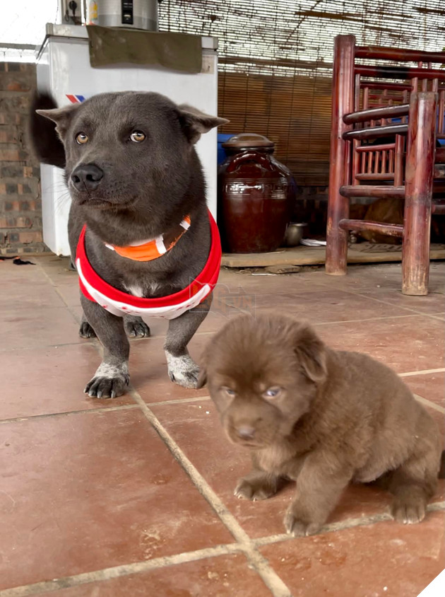 Idol Nguyễn Văn Dúi - Ngày nào còn thơ với khuôn mặt gợi đòn nay đã là bố của tụi nhỏ 18