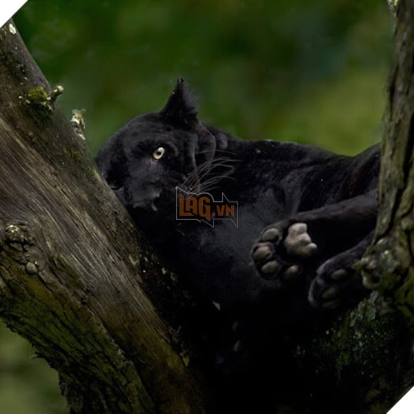 Saaya đang nghỉ ngơi trong ngóc ngách của một cái cây (Được phép của Mithun H.)