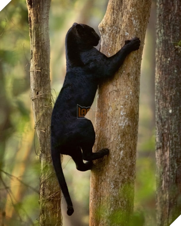 Saaya thể hiện sức mạnh của con báo đen (Được phép của Mithun H.)