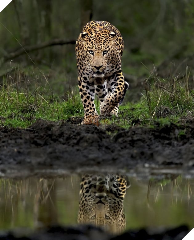 Hình ảnh Cleopatra đang tiến đến một cái hố nước (Được phép của Mithun H.)