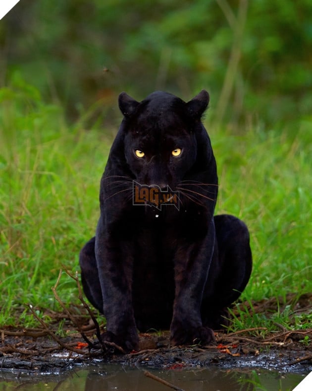 Một trong những bức ảnh yêu thích khác của Mithun H. về con báo đen Saaya (Được phép của Mithun H.)