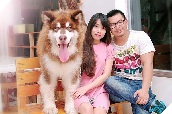 Thấy chủ bị vợ đánh, chú chó Alaska lập tức lao ra bênh vực 4