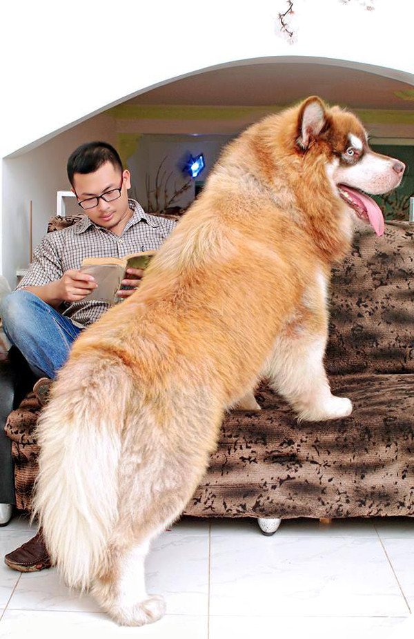 Thấy chủ bị vợ đánh, chú chó Alaska lập tức lao ra bênh vực 5