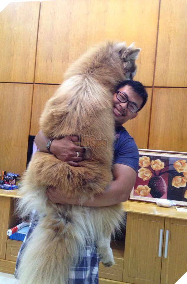 Thấy chủ bị vợ đánh, chú chó Alaska lập tức lao ra bênh vực 6