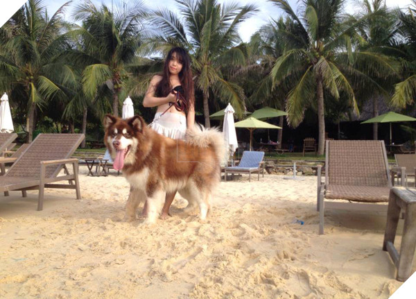 Thấy chủ bị vợ đánh, chú chó Alaska lập tức lao ra bênh vực 7