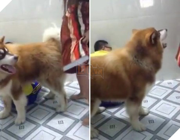 Chú chó Alaska cản chị vợ đánh chồng (Ảnh chụp từ clip)