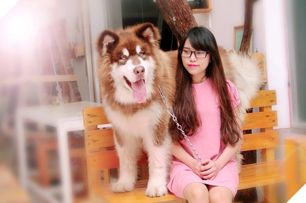 Thấy chủ bị vợ đánh, chú chó Alaska lập tức lao ra bênh vực 3