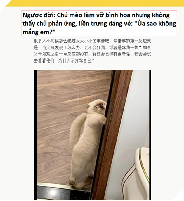 Cười ra nước mắt với chú mèo quậy phá nhưng vẫn thể hiện gương mặt thách thức chủ của mình