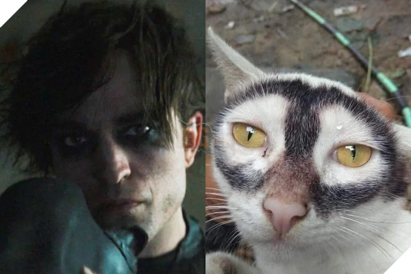 Cư dân mạng phát hiện chú mèo cosplay thành Batman không thua gì bản gốc 3