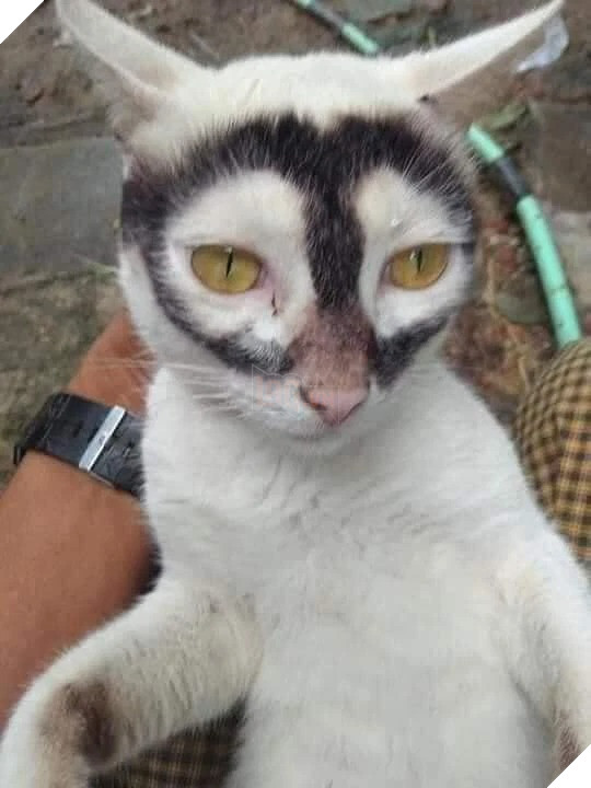 Cư dân mạng phát hiện chú mèo cosplay thành Batman không thua gì bản gốc