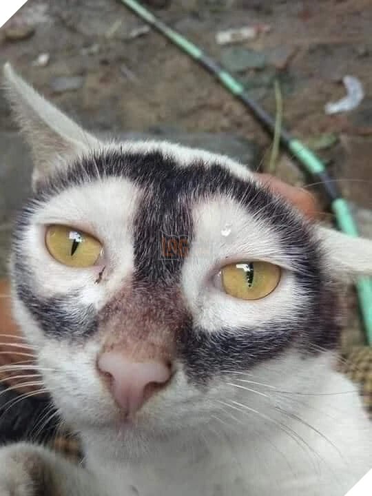 Cư dân mạng phát hiện chú mèo cosplay thành Batman không thua gì bản gốc 2