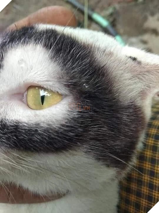 Cư dân mạng phát hiện chú mèo cosplay thành Batman không thua gì bản gốc 4