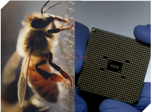 Nghiên cứu mới cho thấy các công ty bán dẫn có thể sản xuất chip từ mật ong 2