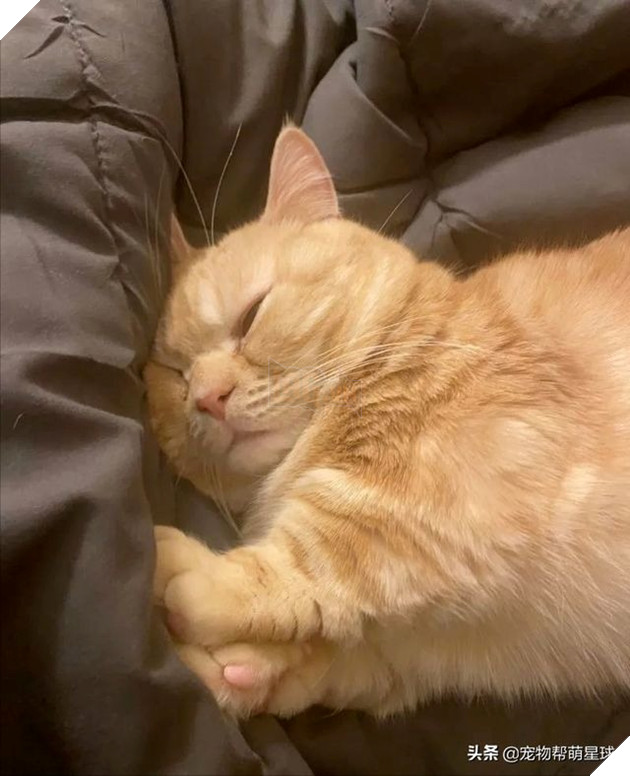  Umi mang bộ dạng ngọt ngào và tình cảm. (Ảnh: Toutiao)