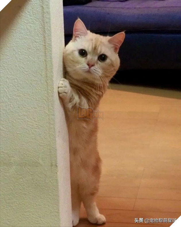  Bộ dạng muốn an ủi chủ đáng yêu xỉu của bé con. (Ảnh: Toutiao)