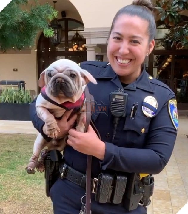 Chú chó nhỏ Mork nổi tiếng sau khi thoát khỏi trại thịt chó