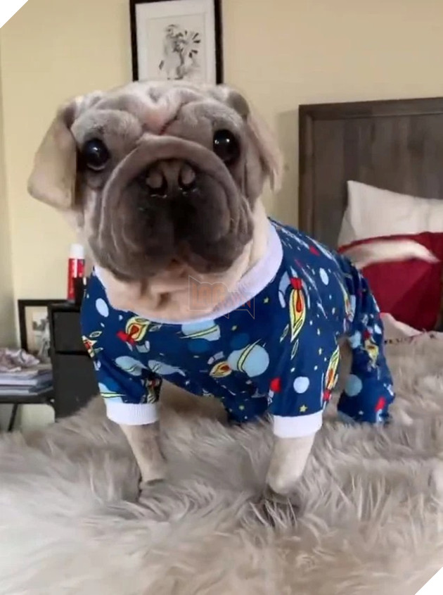 Chú chó nhỏ Mork nổi tiếng sau khi thoát khỏi trại thịt chó