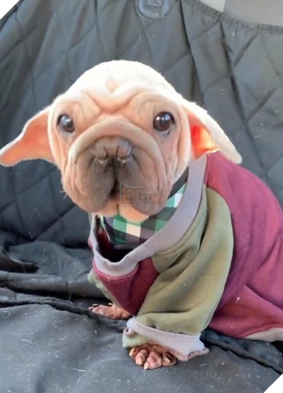 Chú chó nhỏ Mork nổi tiếng sau khi thoát khỏi trại thịt chó